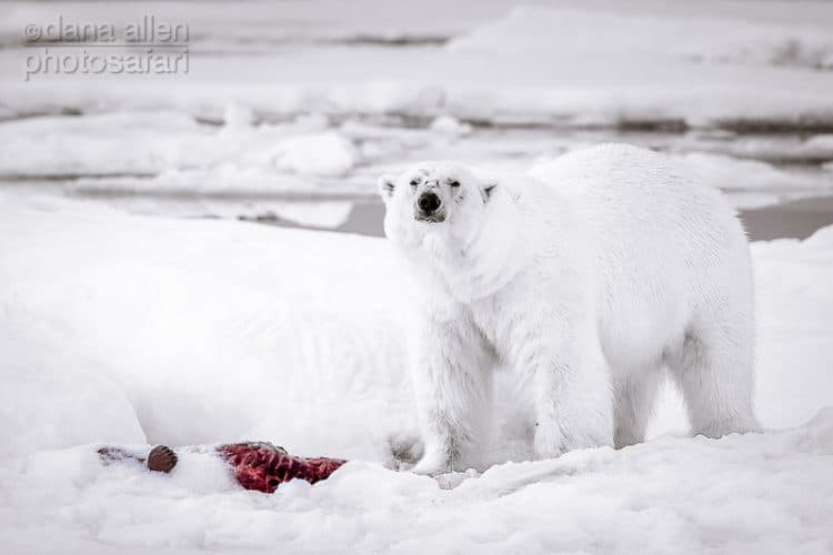 In the World of the Ice Bear, Red is the Colour of Life…