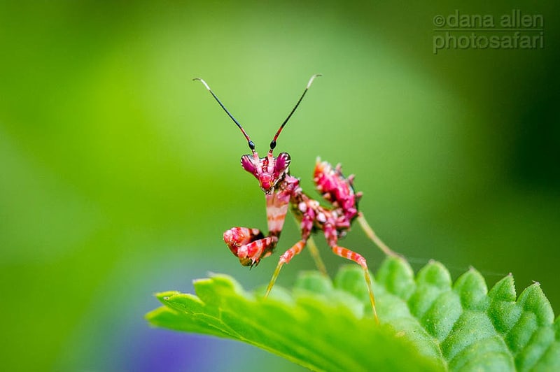 Praying Mantis Camouflage
