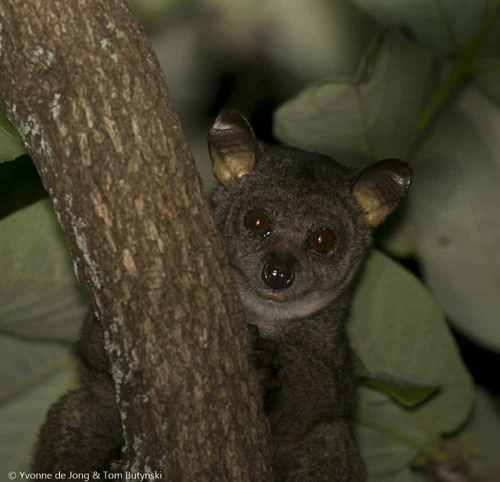 Small-eared Greater Galago