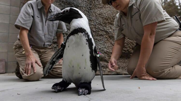 This little penguin can waddle easily again thanks to his custom-made boots