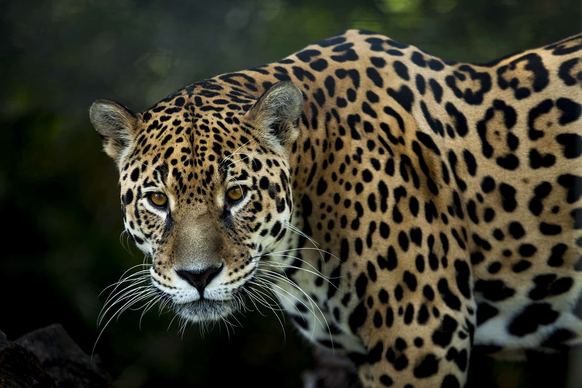 Pac-Man: The jaguar hunted for parts in Mexico