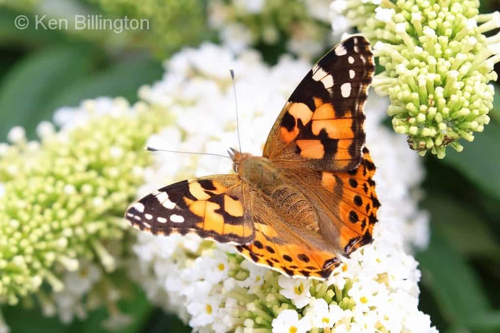 Painted Lady Cynthia cardui