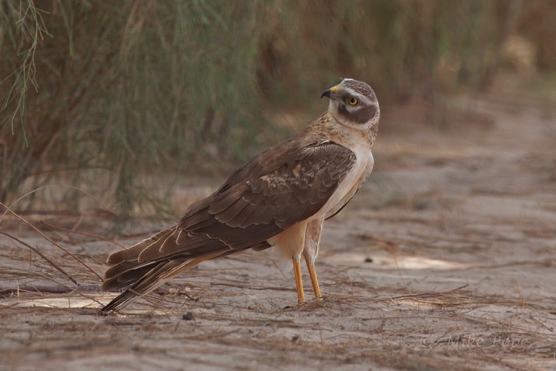 Pallid Harrier Circus macrourus