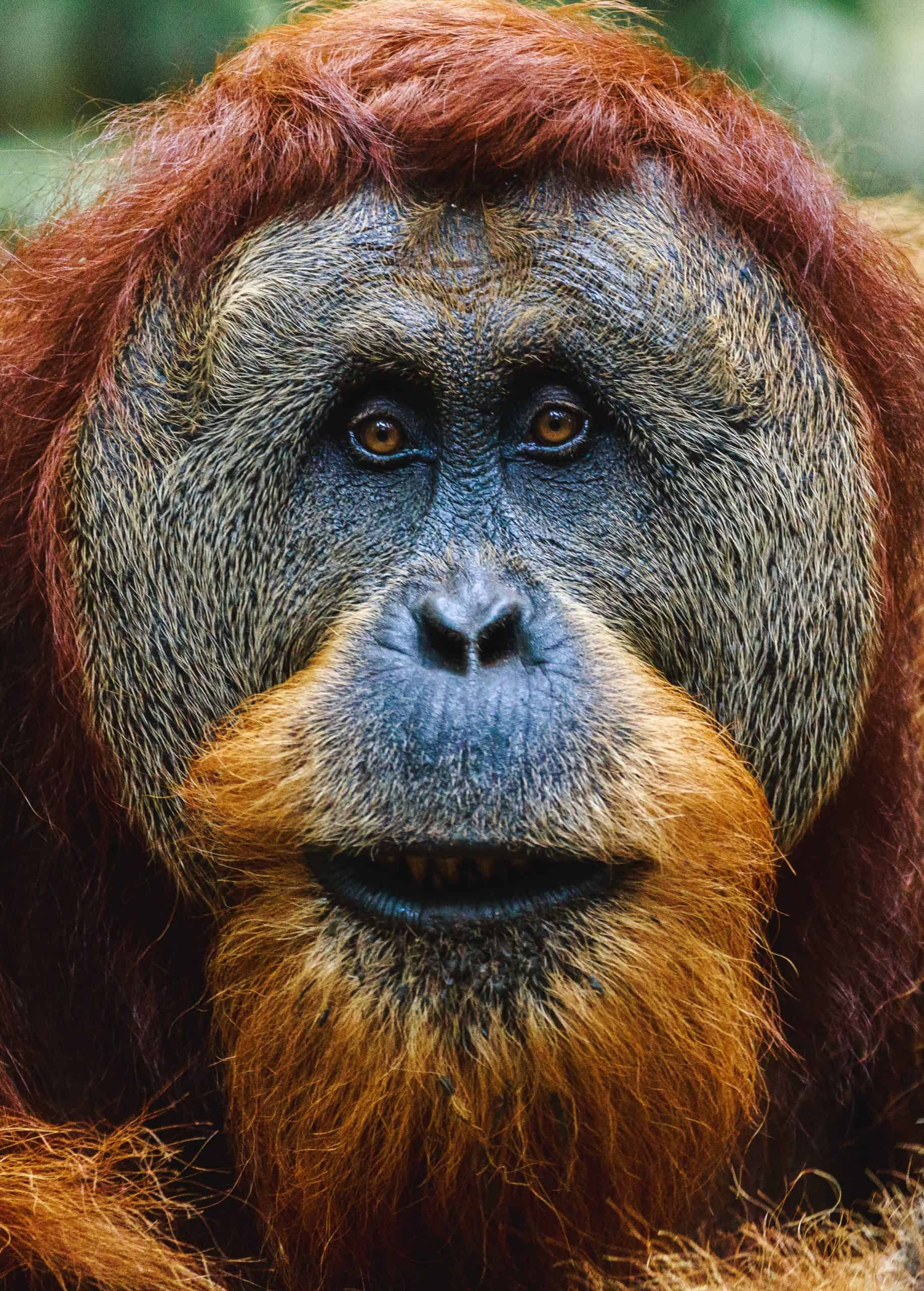 Palm Oil Deforestation: A Threat to Orangutan Populations, Indigenous People and Biodiversity