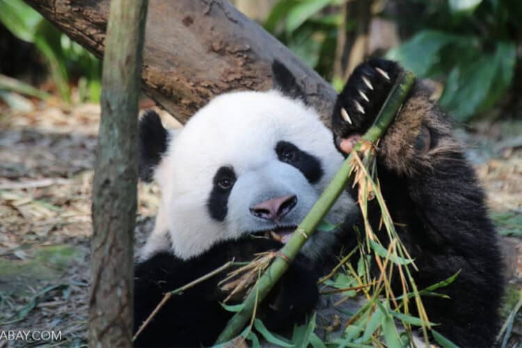 A giant panda, a species endemic to China, which has benefited from extensive conservation funding and efforts. As a result, the panda numbers have been increasing and their geographical range expanding in recent years. Image by Rhett A. Butler/Mongabay.