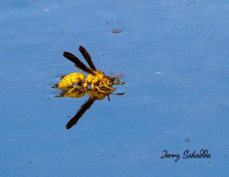 Paper Wasp – Polistes Fuscatus – Drinking