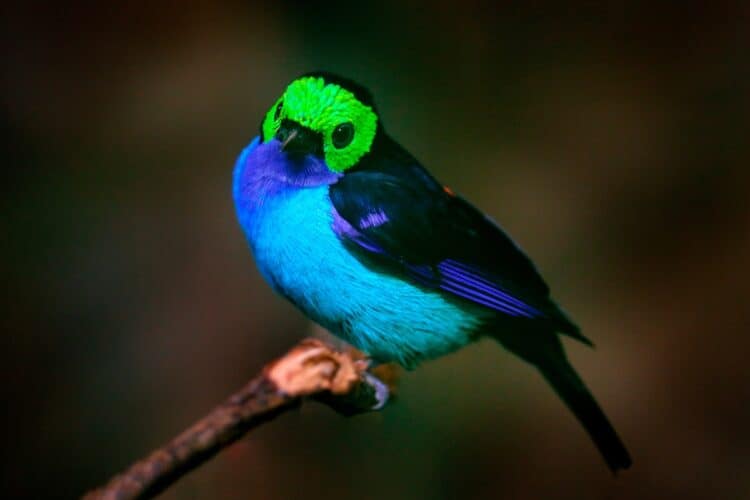 A Paradise Tanager in Brazil. Ondrej Prosicky / iStock / Getty Images Plus