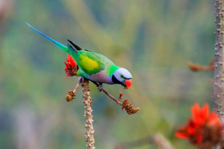 red-breasted parakeet by Muhammad Mostafigur Rahman.