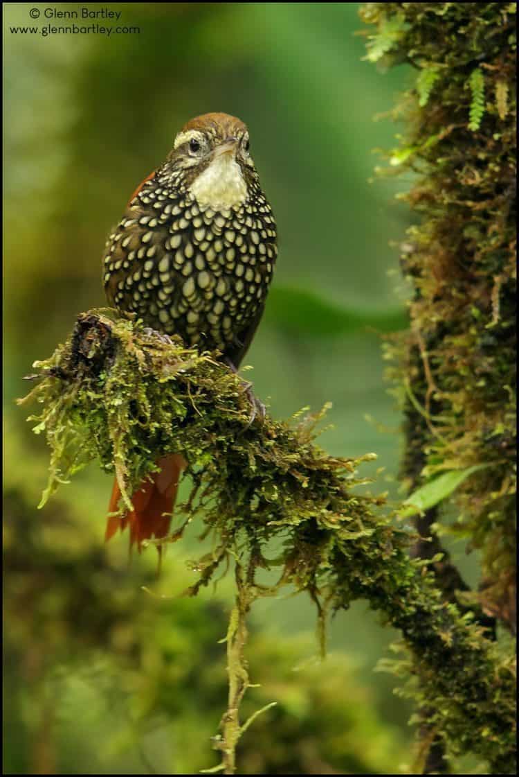 Pearled Treerunner Margarornis squamiger