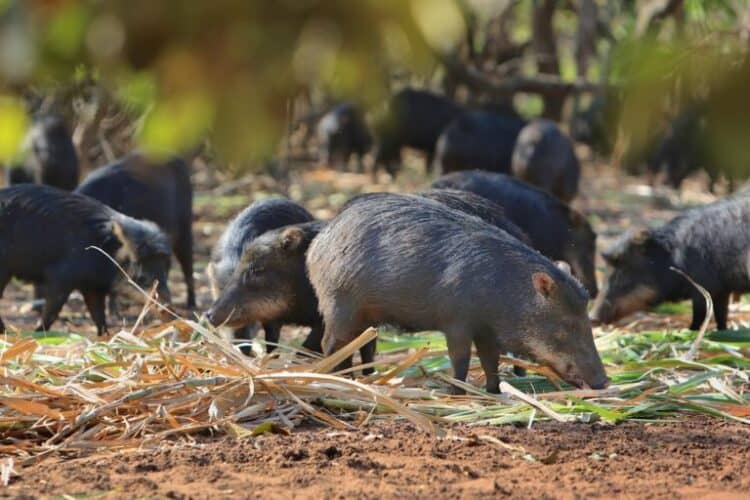 Population cycles explain white-lipped peccary’s ups and downs, study shows