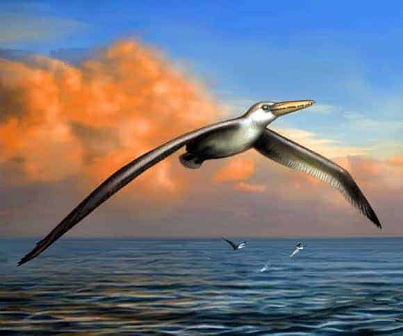 Pelagornis sandersi: Paleontologist Discovers Largest-Ever Flying Bird