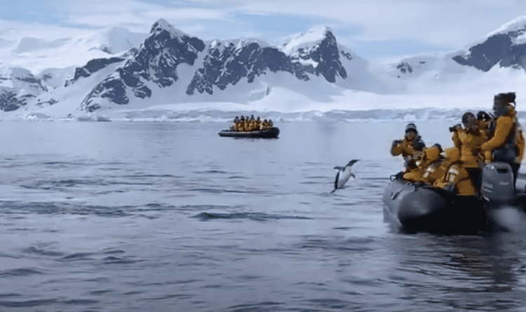 Penguin escapes killer whales by hopping onto boat full of tourists