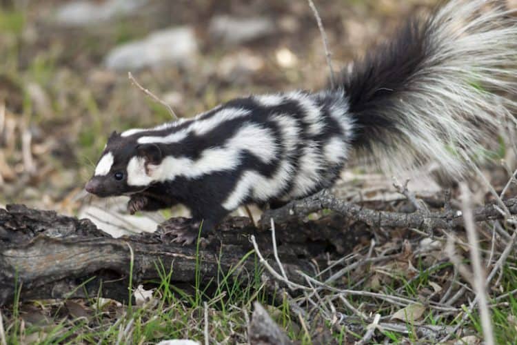 Pepé Le New: Meet the acrobatic spotted skunks of North America