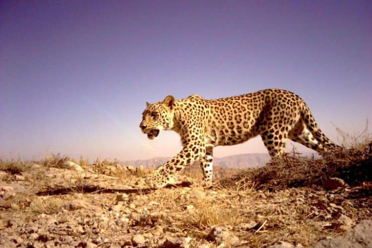 A Persian leopard. Image via Peoples Trust for Endangered Species.