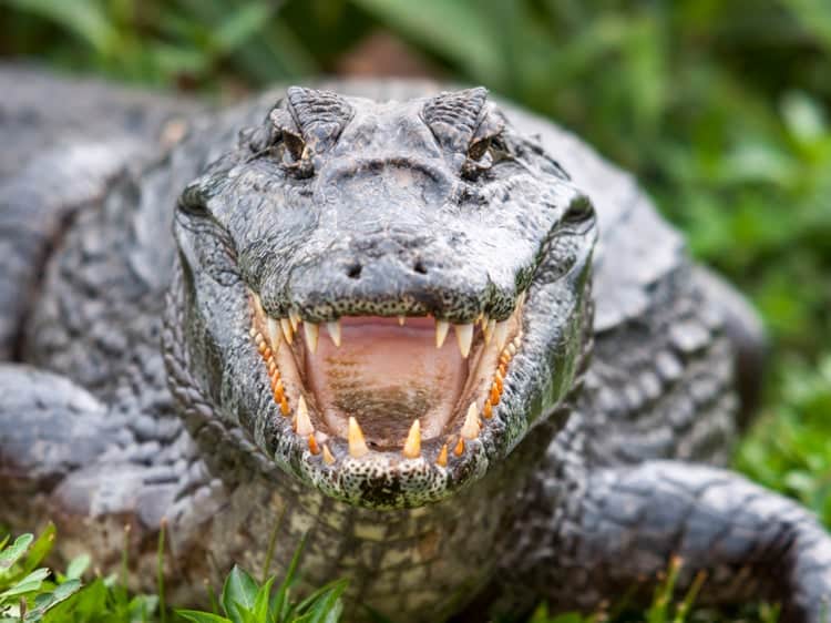 Pet shops selling thousands of dangerous or endangered crocodiles, monkeys and venomous snakes