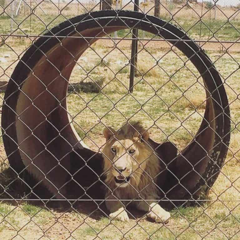 Petition: 10 Lions Bred for Hunting Rescued From Captivity