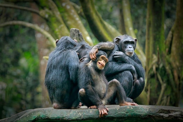 Petition: 32 Chimpanzees Stranded and in Desperate Need of Shelter!