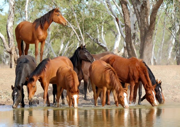 Petition: Australia is Slaughtering Thousands of Wild Horses, Goats, Deer, and Pigs Starting This Month