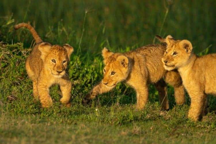 Petition: Baker Keeps Lion Cubs as Pets in Palestine