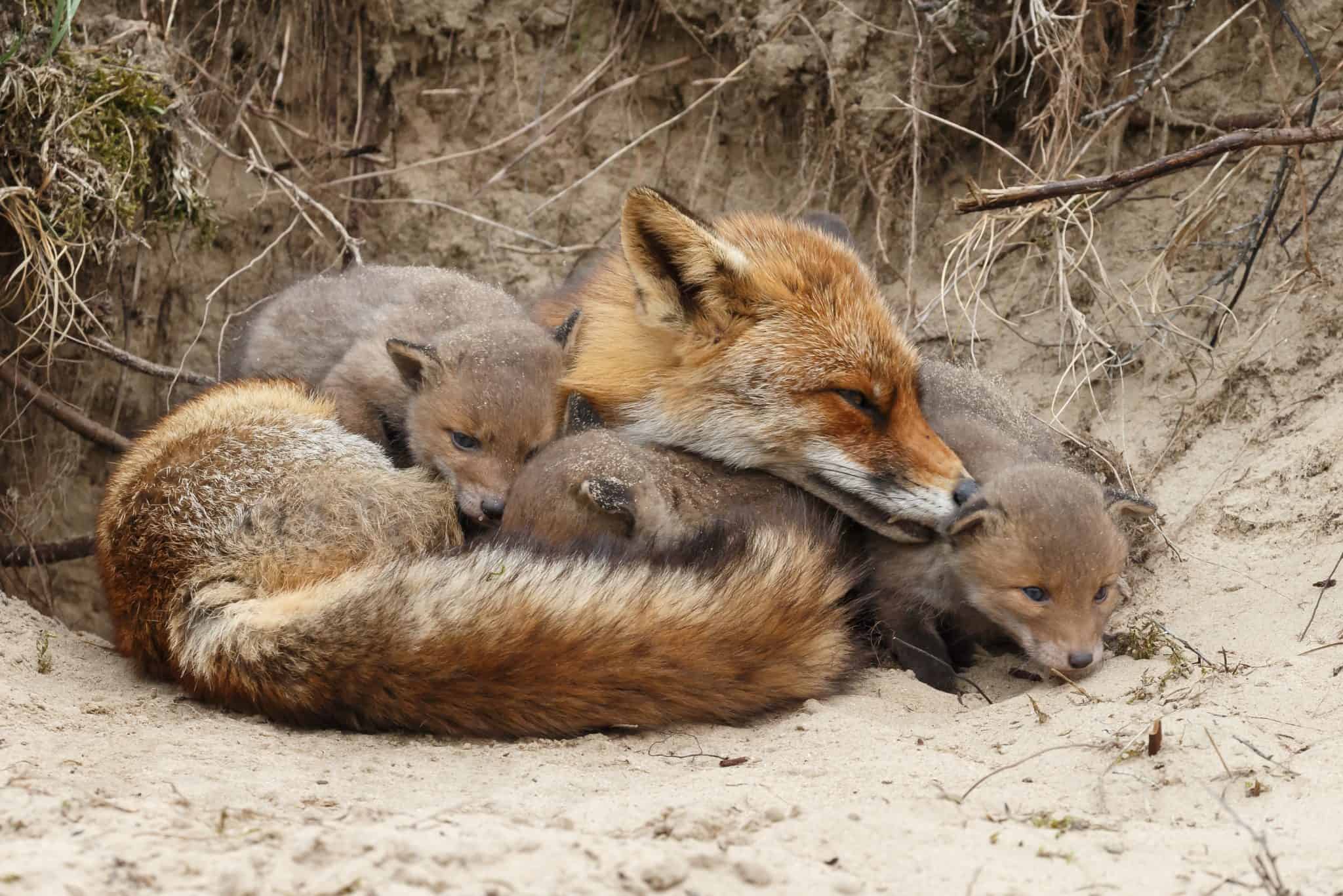 Petition: Ban Fox and Coyote Penning in All 50 States