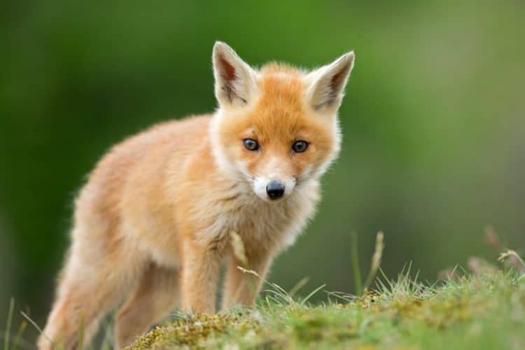 Petition: Ban Fox Hunting in Ireland