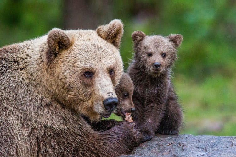 Petition: Ban Hunters From Killing Hibernating Bears and Cubs!