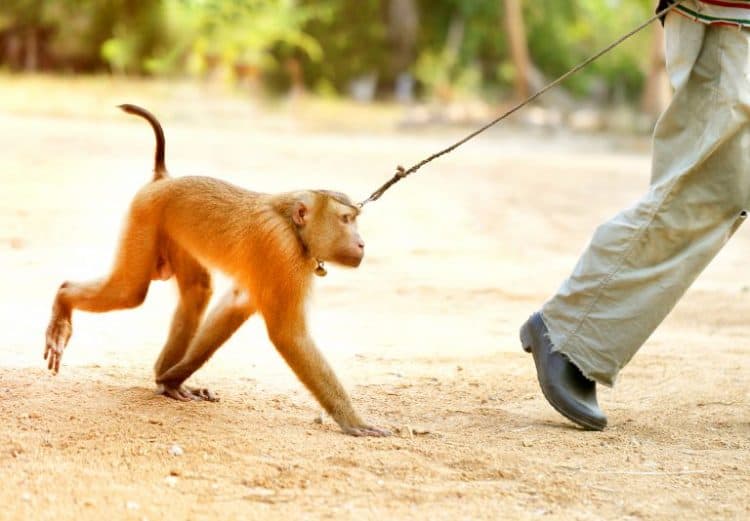 Petition: Ban Monkey Ownership in the UK