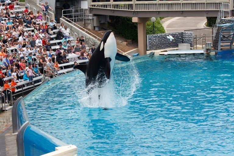 Petition: Big Mammals Suffer Brain Damage in Captivity According to Research