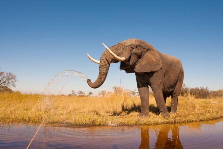 Petition: California Man illegally Hunts and Kills Elephant Outside Kruger National Park in South Africa