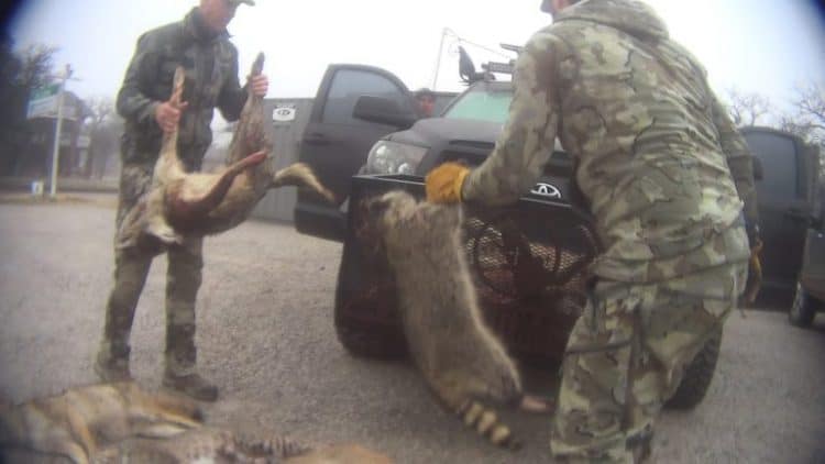 Petition: Chilling Results Revealed from Investigation into Wildlife Killing Contest in Texas