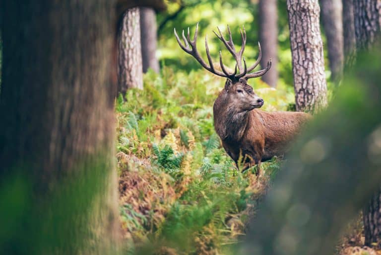 Petition: Coronavirus Grants and Loans Used for Stag Hunts Instead of Funding Struggling Businesses