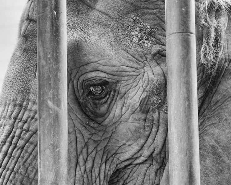 Petition: Demand Himeji City Zoo Not Get Another Elephant After Himeko’s Death