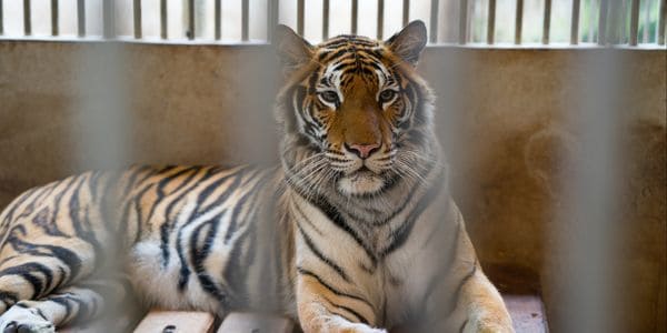 Petition: Demand Thailand Ban Tiger Captivity and Find Sanctuaries for All Captive Tigers