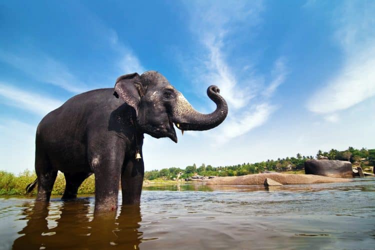 Petition: Eight Year Old Campaigns for India’s Elephants