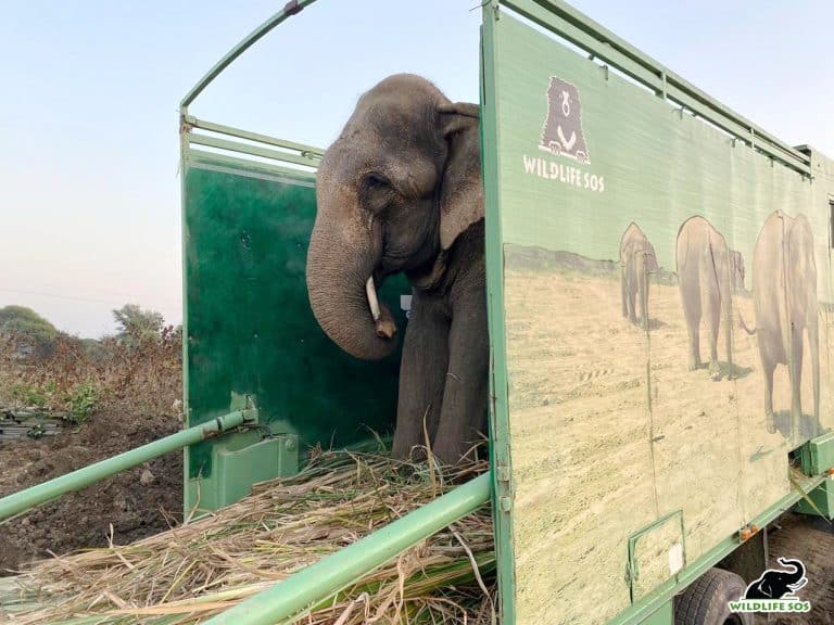 Petition: Elephant in India Who Was Made to Walk 1000 Miles in Spiked Chains is Finally Free!