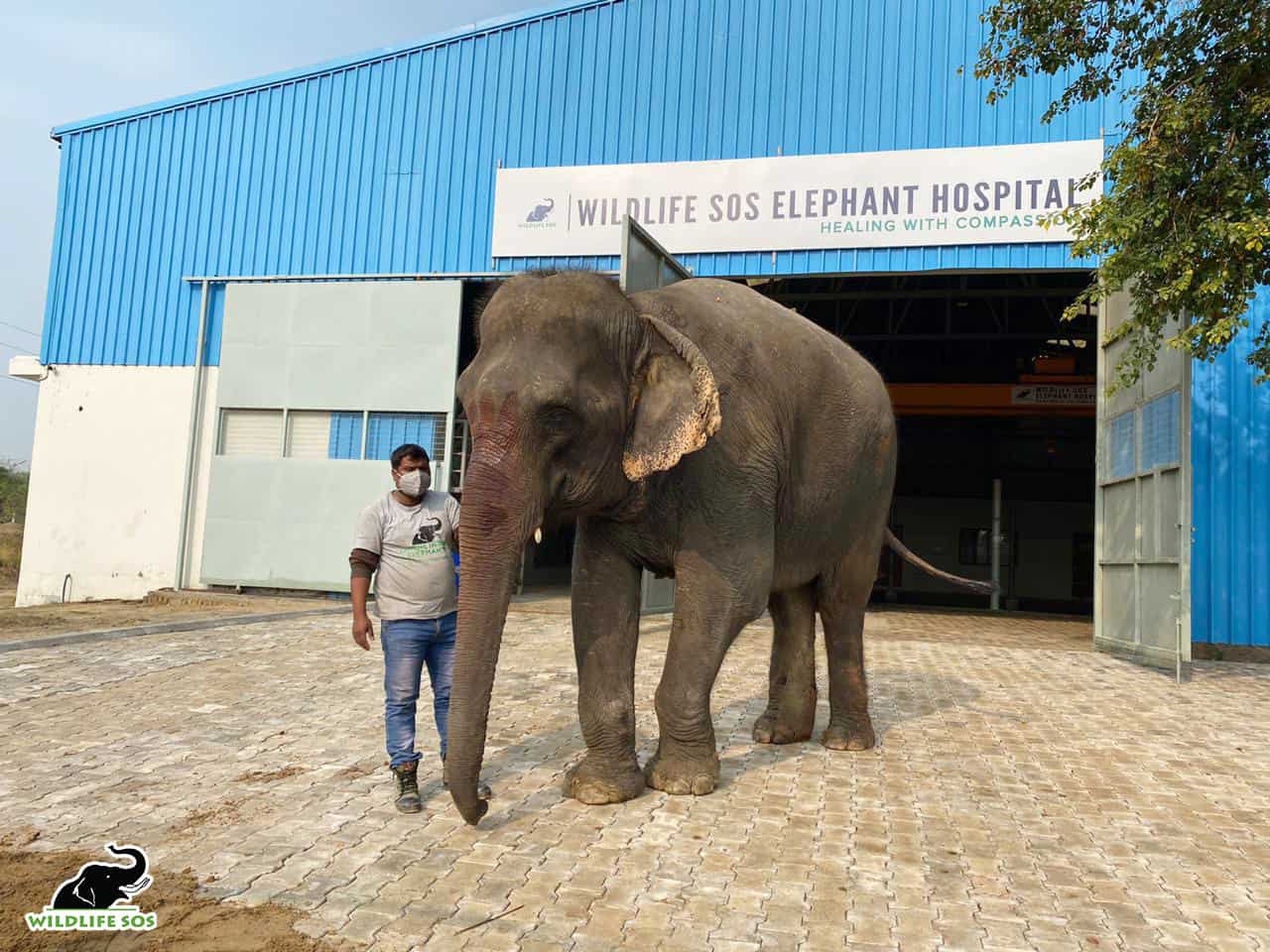 Petition: Emma the 40-Year Old Elephant Who was Force-Fed Alcohol has Been Rescued!