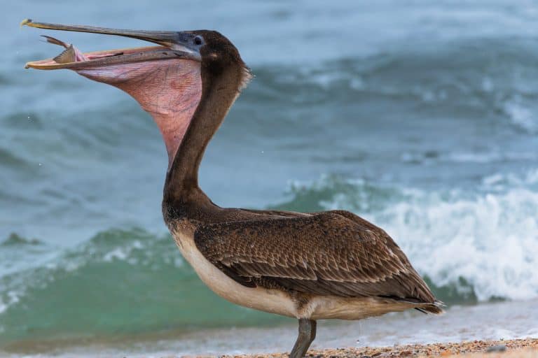 Petition: Find Person Who is Slashing Pelicans’ Pouches
