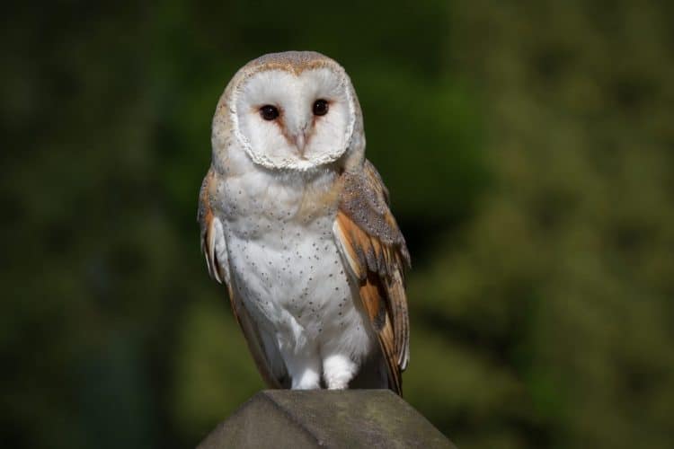Petition: Firefighters Rescue Barn Owl From California Wildfire