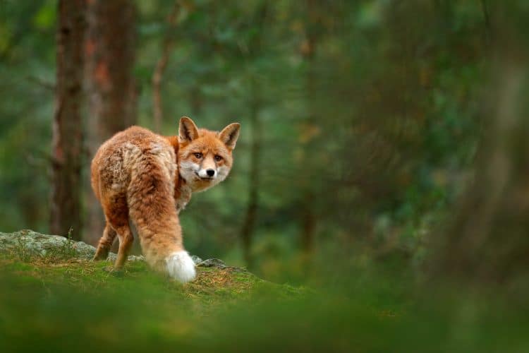 Petition: Foxes Found Dead, Shot With Crossbows in London