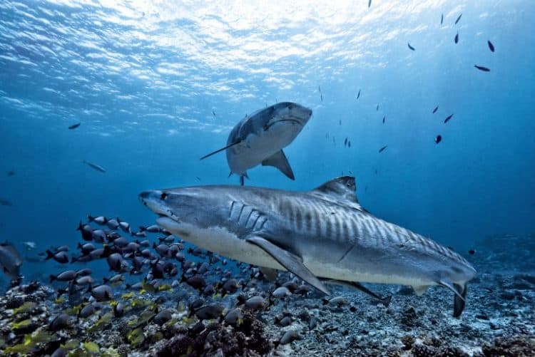 Petition: Half Million Sharks Could be Killed for the Coronavirus Vaccine