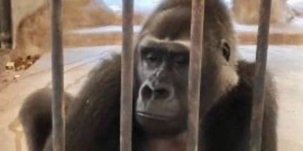 Petition: Help Free Gorilla Kept in Department Store Zoo for Thirty Years!