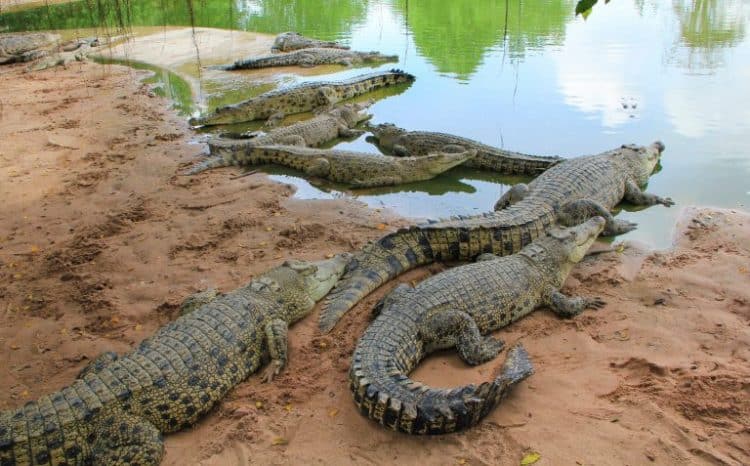 Petition: Hermès to Build New Farm and Kill Over 50,000 Crocodiles to Supply Skins to Make Bags and Shoes