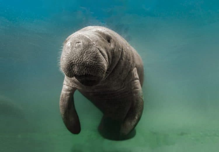 Petition: Hundreds of Manatees Have Died in 2021. Urge Florida to Protect the Ocean!