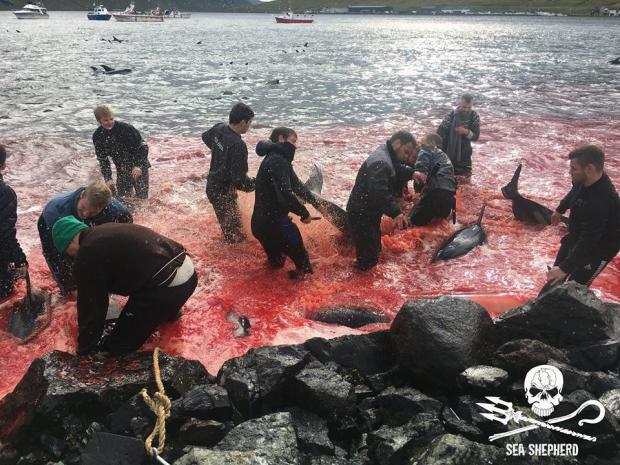 Petition: Hundreds Of Whales Brutally Slaughtered In The Faroe Islands During Sickening Whale Hunting Season