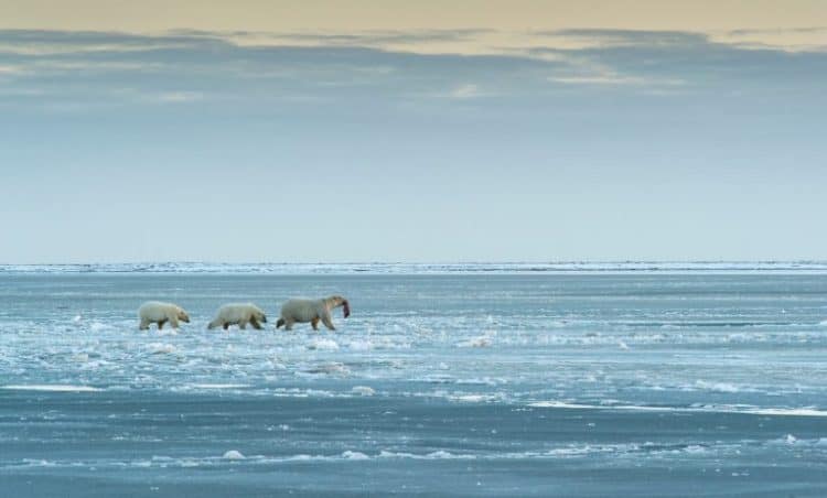 Petition: In a Last Ditch Effort to Destroy Wildlife Trump Sets Up Arctic Drilling