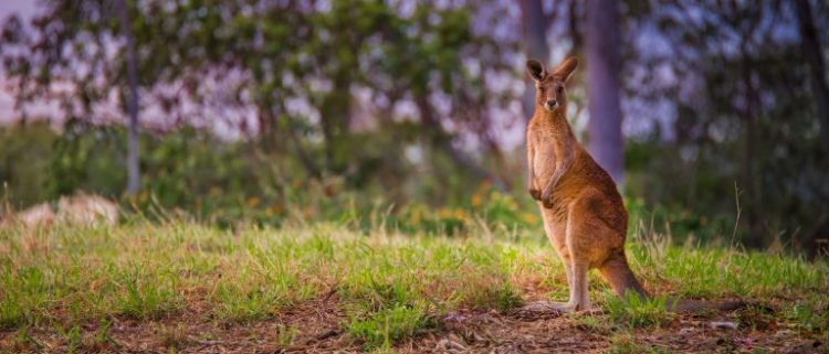 Petition: Kangaroo Protection Act Introduced in Congress: No More Killing Kangaroos for Athletic Shoes