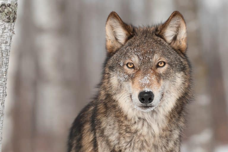 Petition: Keep Gray Wolves Listed as an Endangered Species