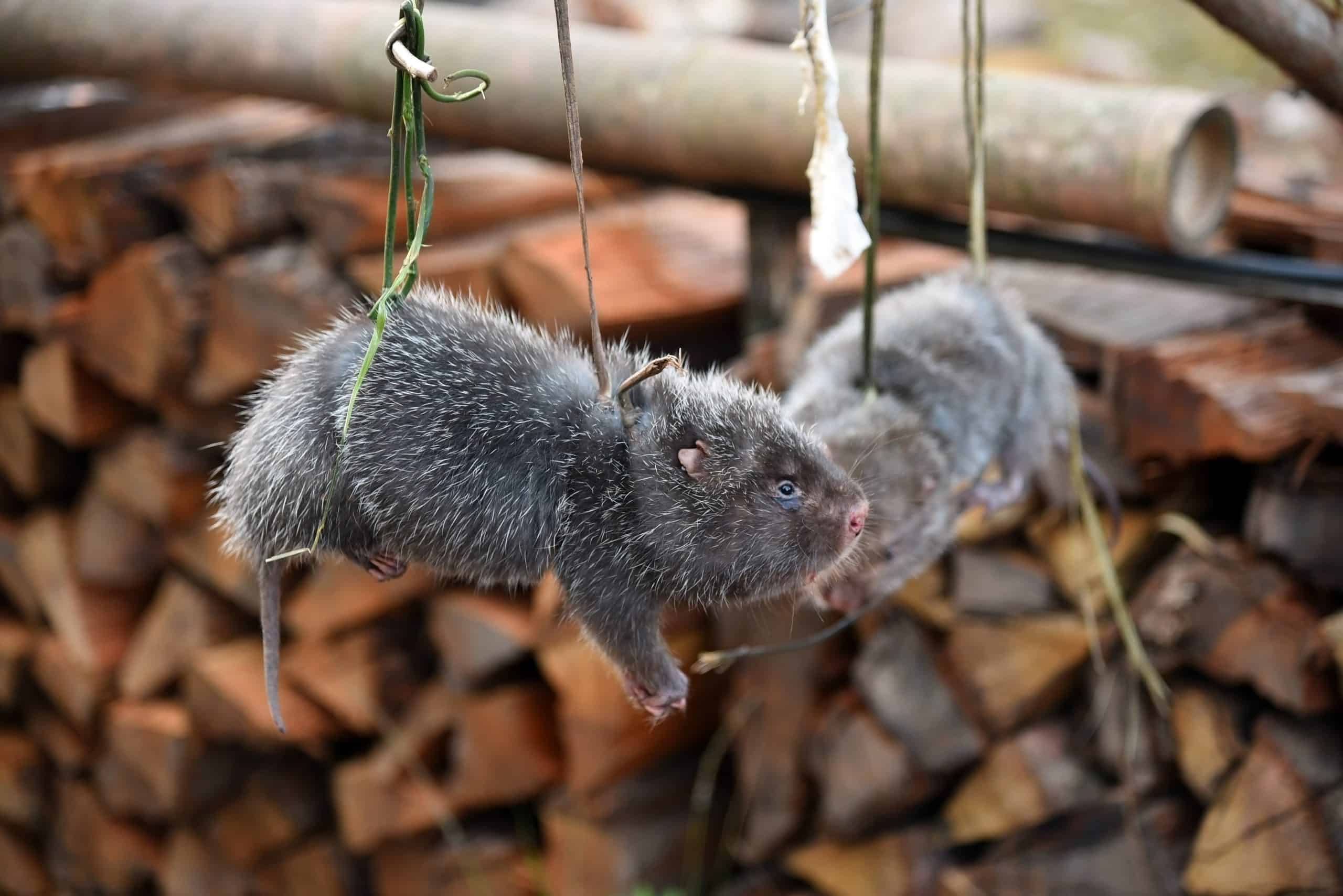 Petition: Lead Epidemiologist Says Coronavirus May be Linked to Breeding of Huge Rats in China Consumed to Detoxify the Body