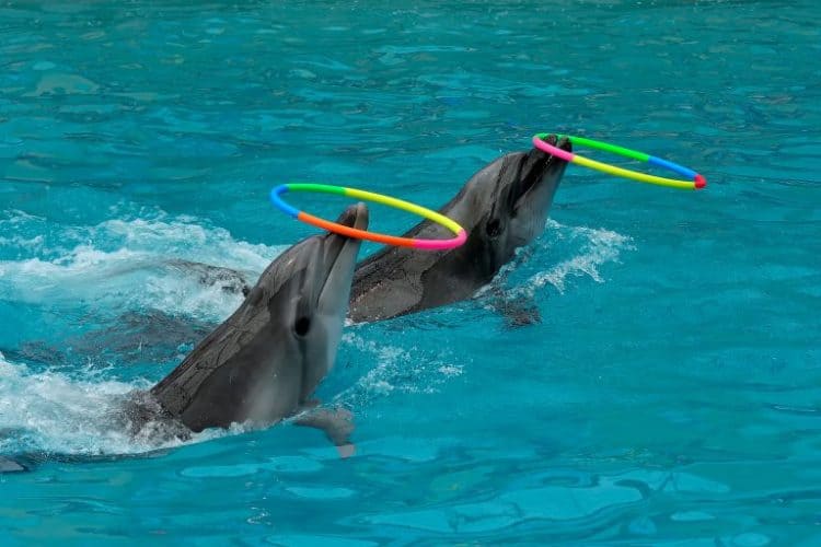 Petition: Major French Amusement Park Shuts Down Dolphin Show