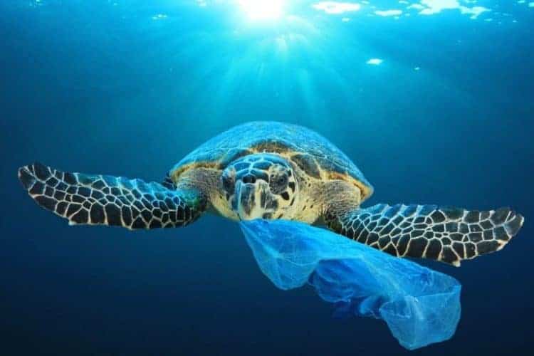 Petition: Marine Life Harmed Most By Plastic In Florida Than Any Other State